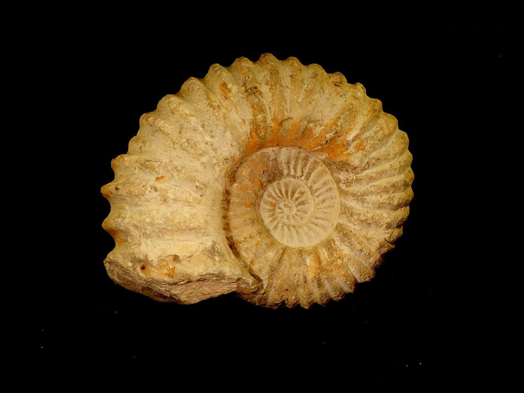 Fossil Collection